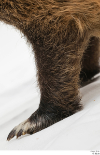 Nutria leg 0024.jpg